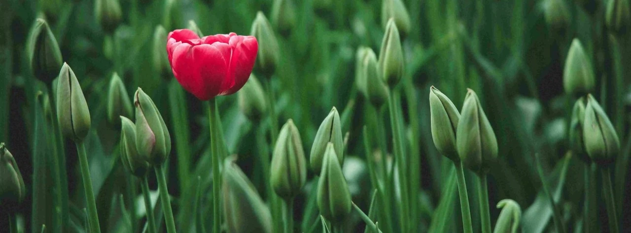 Red Bloomed Flower on among flowers that have not bloomed