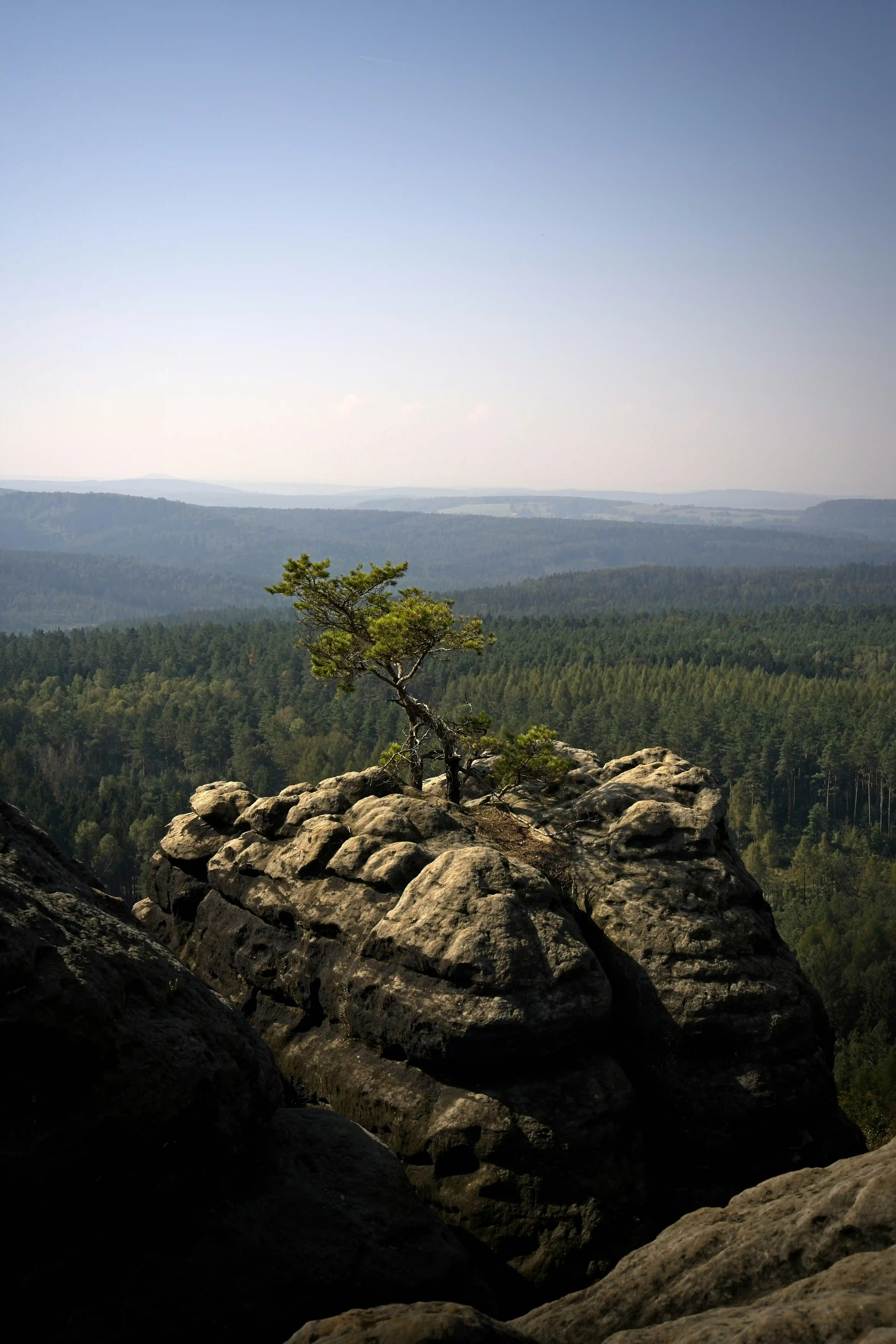 A lone, wind-shaped tree grows from a rocky outcrop overlooking a vast forest. Layers of tree-covered hills stretch into the distance under a hazy sky, creating an expansive landscape.